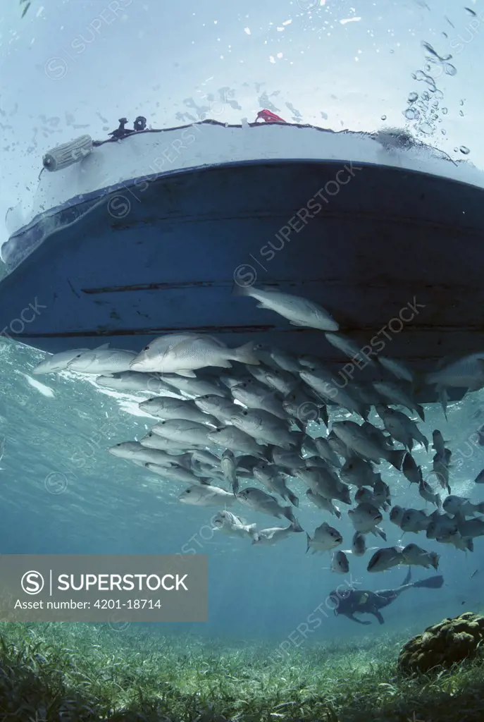 Gray Snapper (Lutjanus griseus) school under boat, and scuba diver, Hol Chan Marine Reserve, Ambergris Caye, Belize