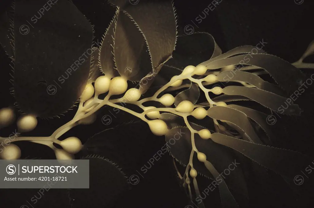Kelp (Macrocystis pyrifera) gas-filled bulbs keep plants at surface, Monterey, California