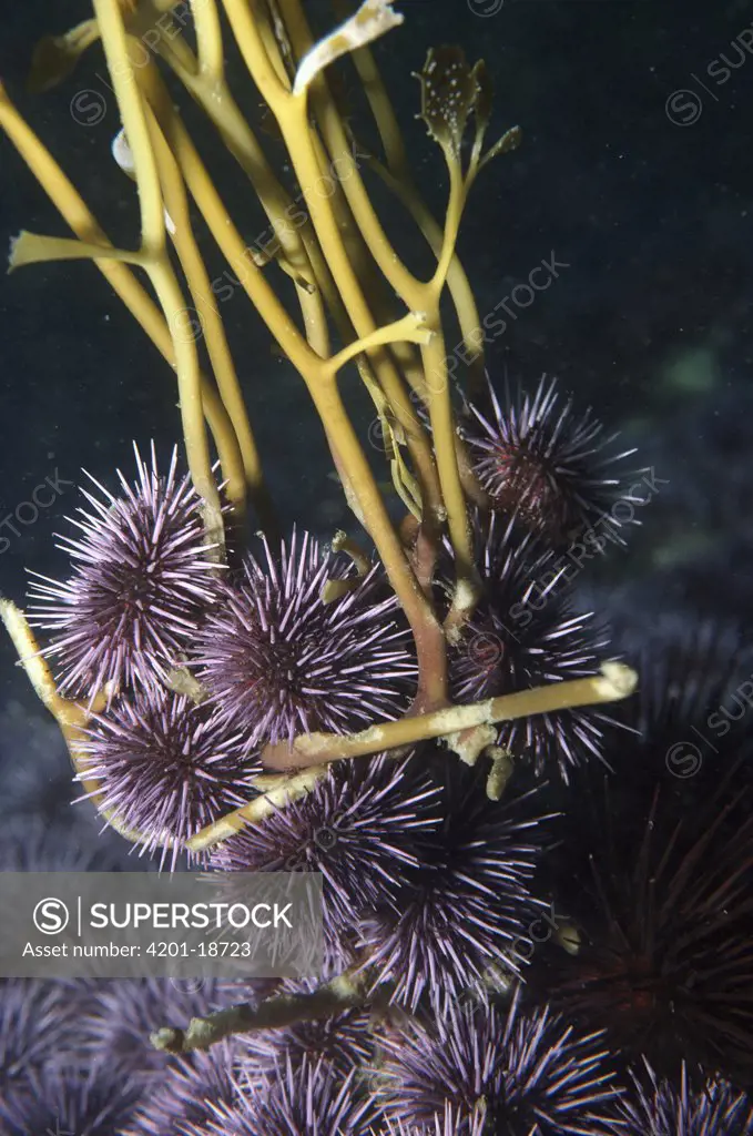 Purple Sea Urchin (Strongylocentrotus purpuratus) group feeding on Kelp (Macrocystis pyrifera) plants at base, killing entire 100 foot plant, San Diego, California