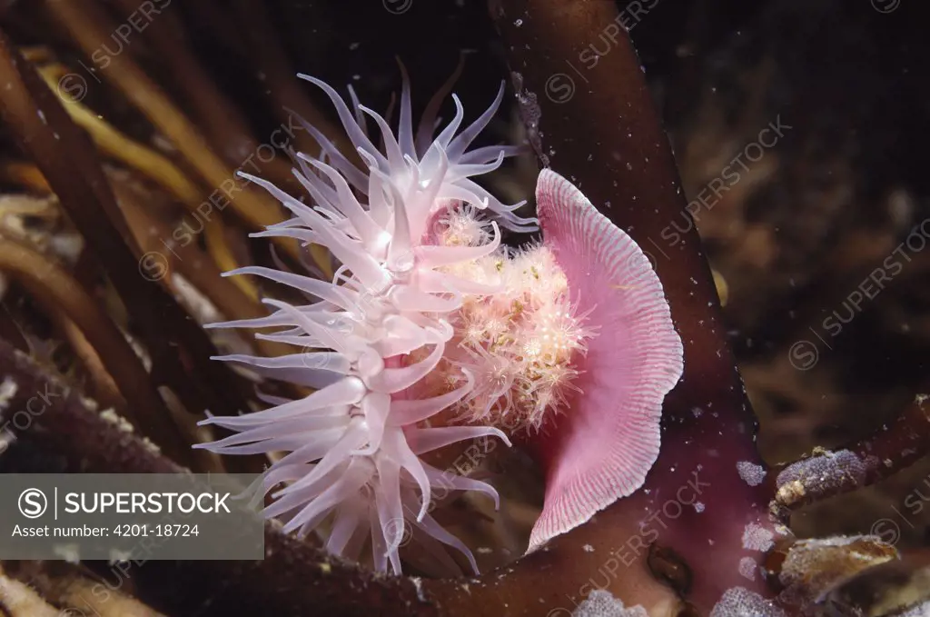Brooding Anemone (Epiactis prolifera) young hatch out of mouth of brood on basal column, southern California