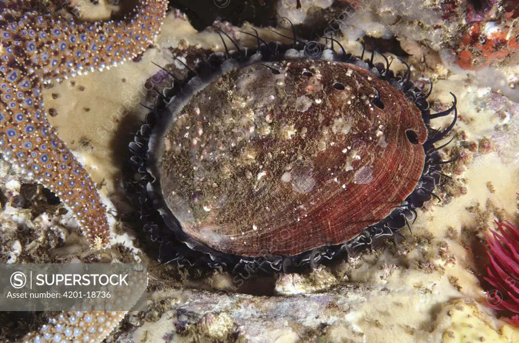 Red Abalone (Haliotis rufescens) with mantle extended, eats algae, southern California