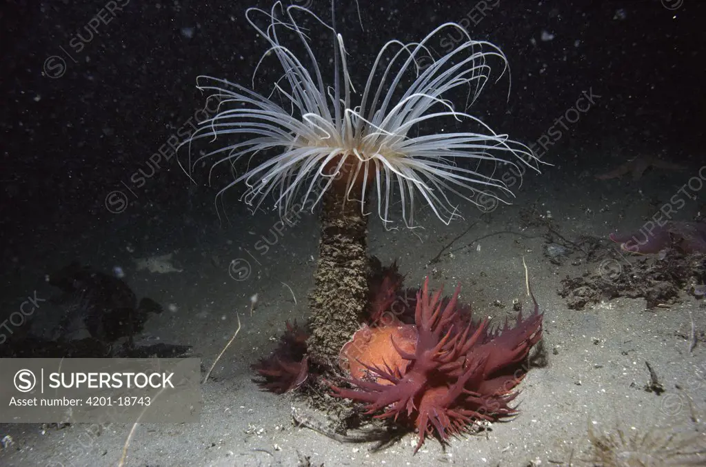 Giant Nudibranch (Dendronotus iris) attacking Tube-dwelling Anemone (Pachycerianthus fimbriatus) eating tentacles, Monterey, California, sequence 1 of 3