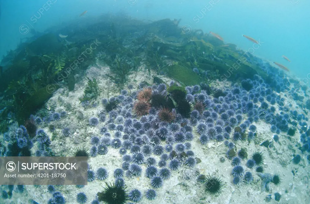 Purple Sea Urchin (Strongylocentrotus purpuratus) barrens, population explosion destroys once lush Kelp forest, southern California