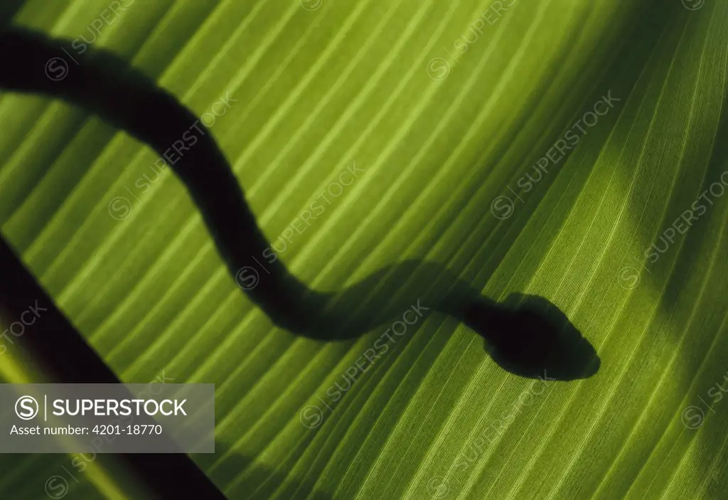 March's Palm Pitviper (Bothriechis marchi) silhouette of venomous snake through leaf, tropical rainforest, Costa Rica