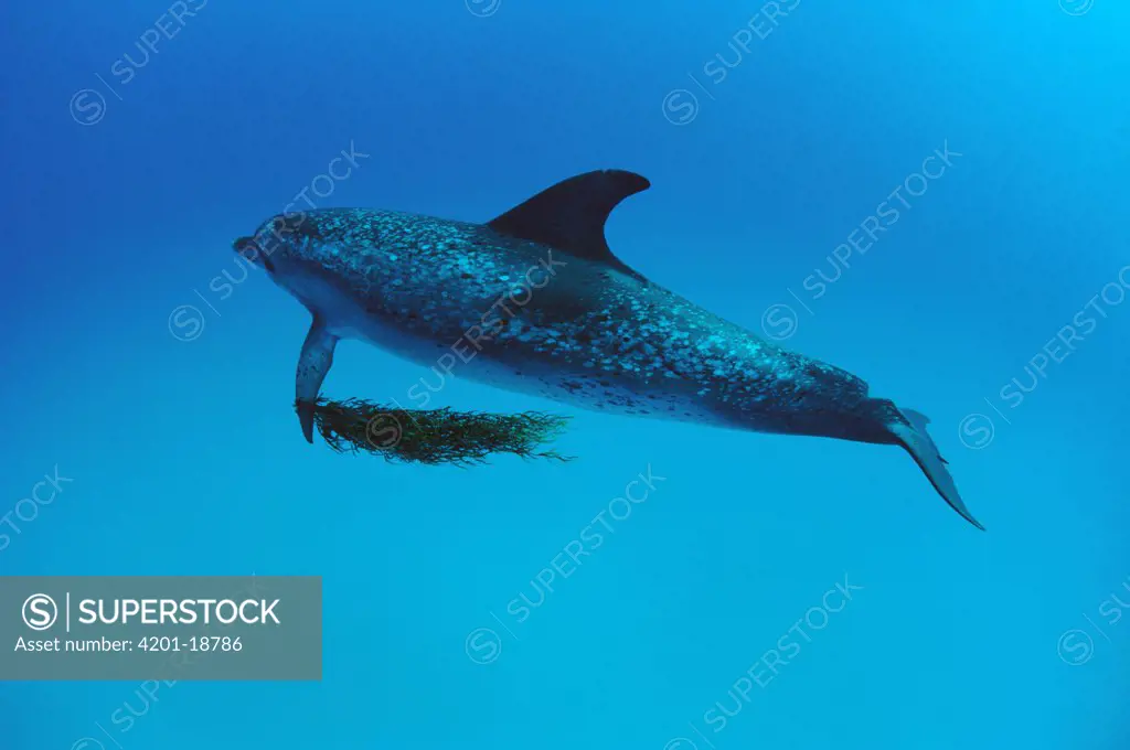 Atlantic Spotted Dolphin (Stenella frontalis) playing with Sargassum weed, Little Bahama Bank, Caribbean