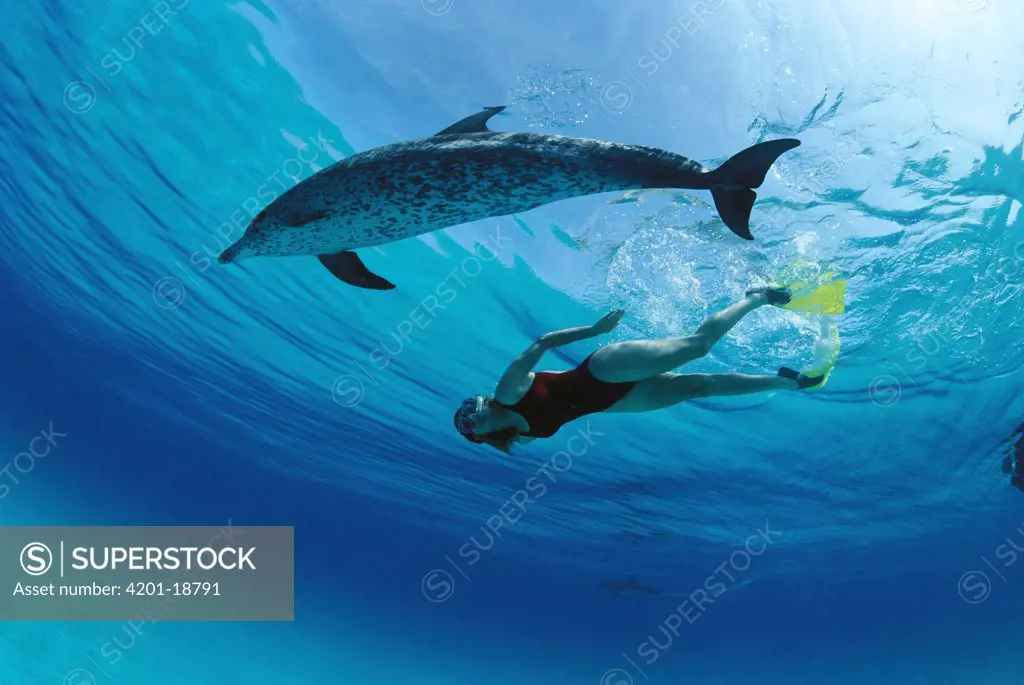 Atlantic Spotted Dolphin (Stenella frontalis) playing with Poppi Gilman, Little Bahama Bank, Caribbean