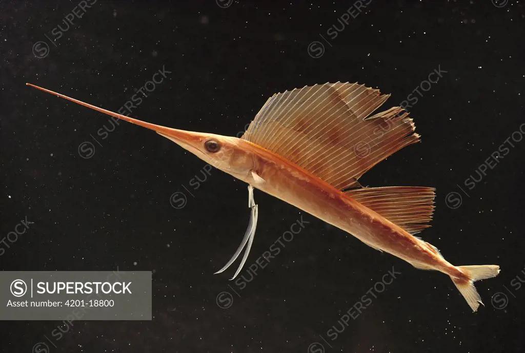 Sailfish (Istiophorus greyi) juvenile of popular sport fish