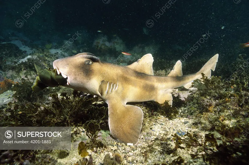 Port Jackson Shark (Heterodontus portusjacksoni) male chewing on freshly laid egg case of its own species, Jervis Bay, New South Wales, Australia
