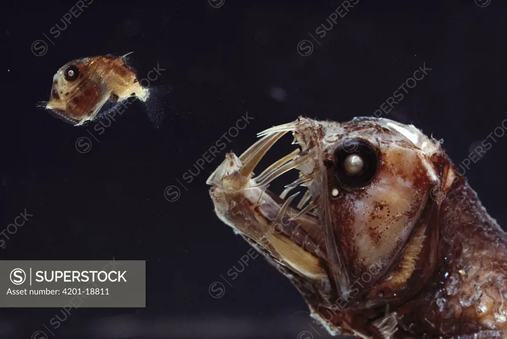 Viperfish (Chauliodus sp) chasing Hatchetfish (Sternoptyx sp) deep sea