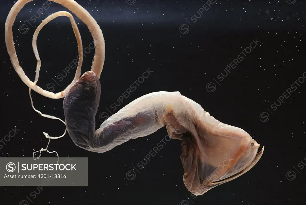 Lavenberg's Gulper-eel (Saccopharynx lavenbergi) deep sea species with hinged mouth swings wide open to accommodate large prey, deep sea, Guadalupe Island