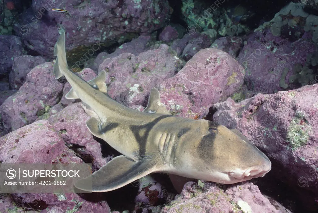 Port Jackson Shark (Heterodontus portusjacksoni), Jervis Bay, New South Wales, Australia