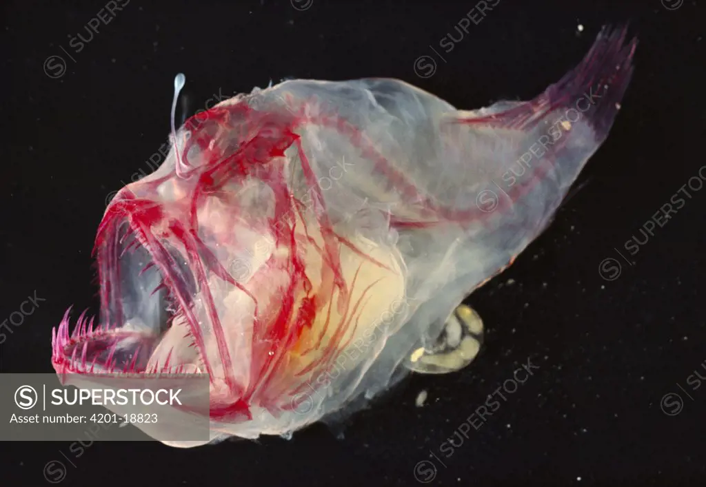 Humpback Anglerfish (Melanocetus johnsoni) deep sea species cleared and stained for show, bone (Red) and cartilage (Blue)