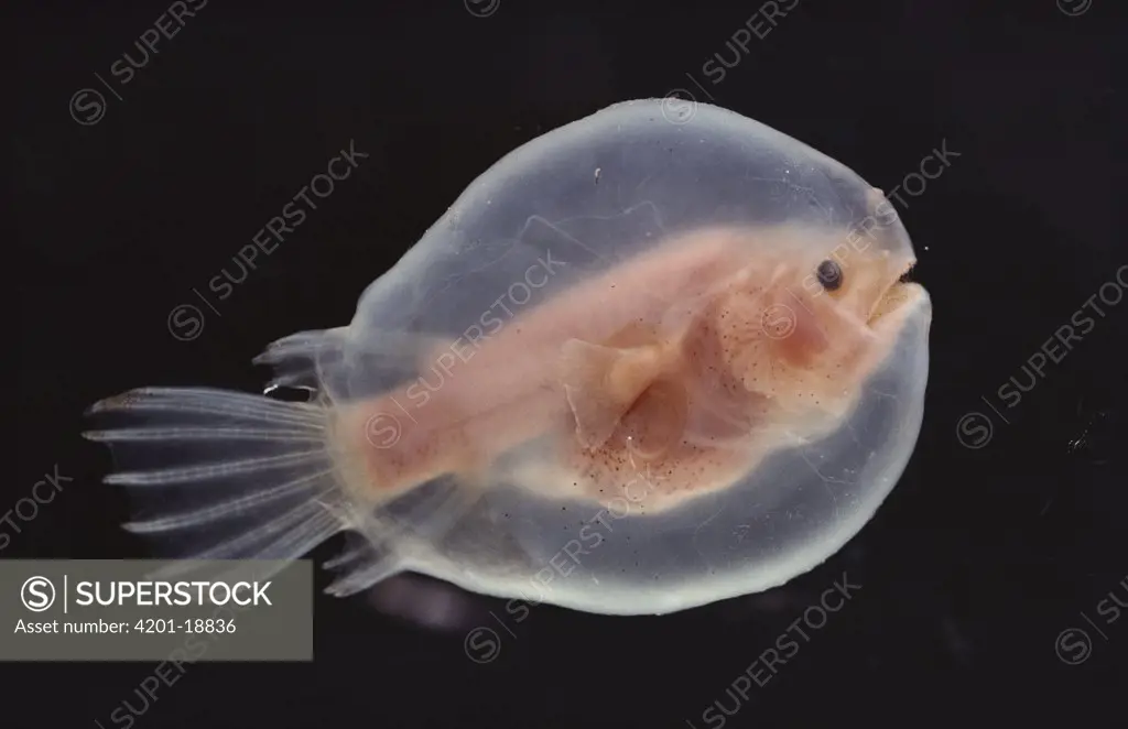 Devil Angler (Linophryne sp) deep sea species larvae with large yolky egg which is a deep sea reproductive strategy, Celebes Sea