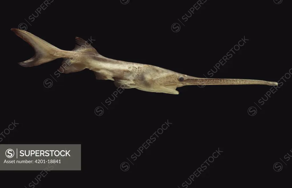 American Paddlefish (Polyodon spathula) can sense electrical fields with long paddle, native to Mississippi River drainage system