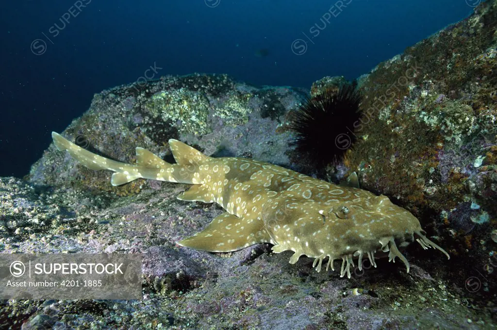 Spotted Wobbegong (Orectolobus maculatus) shark resting on rock, Forster-Tuncurry, New South Wales, Australia