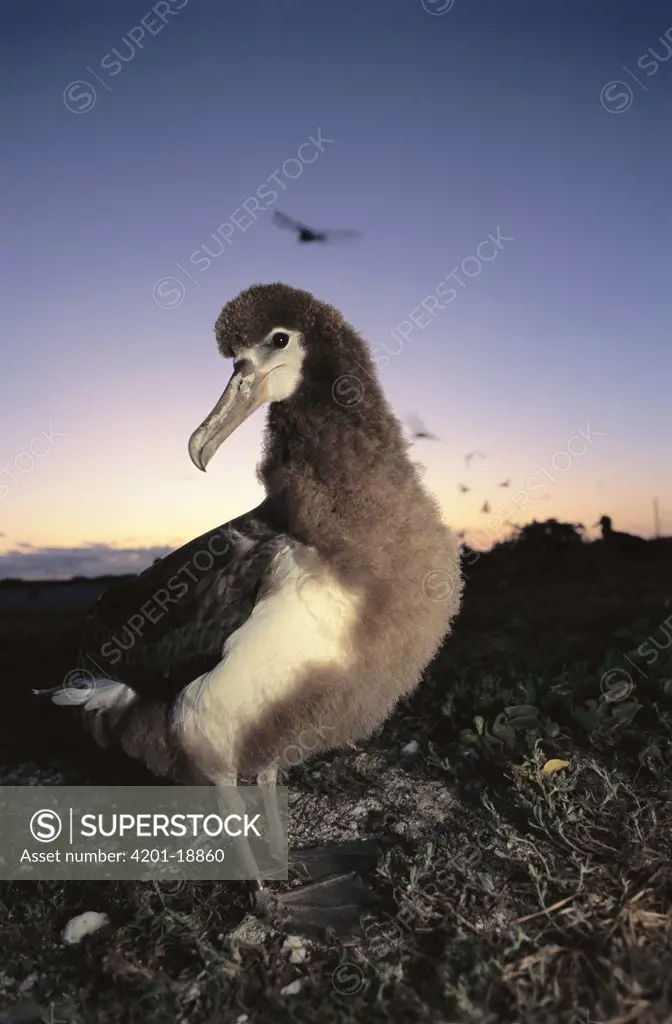 Laysan Albatross (Phoebastria immutabilis) fledgling chick, Hawaiian Islands National Wildlife Refuge, Hawaii