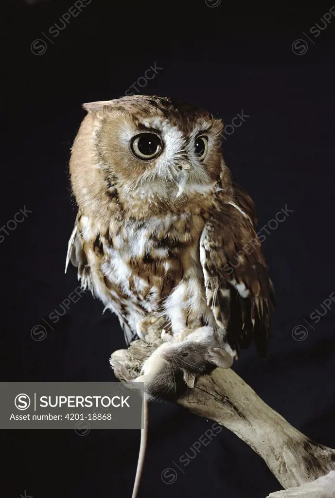 Eastern Screech Owl (Otus asio) night hunter with prey, Georgia