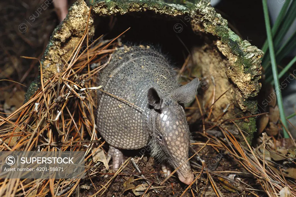 Nine-banded Armadillo (Dasypus novemcinctus) mammal with hard shell, burrows quickly, Florida
