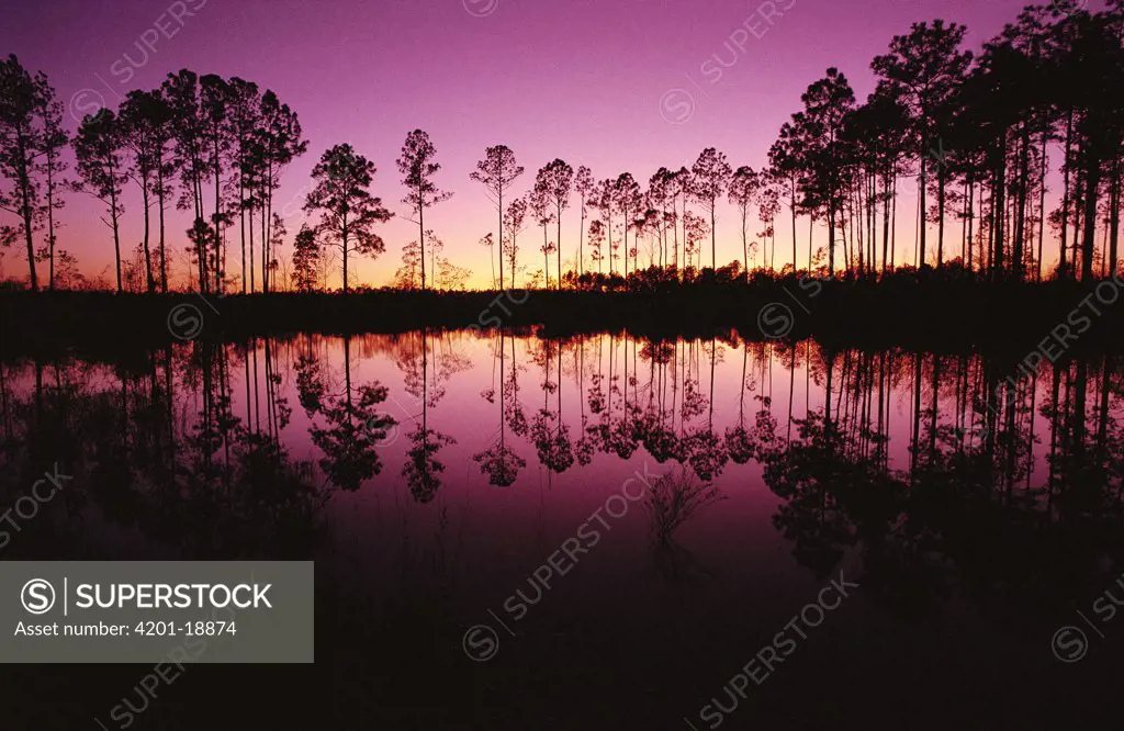Cypress swamp at sunset, Okefenokee Swamp, Georgia