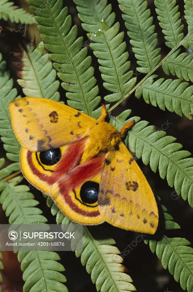 Io Moth (Automeris io) a member of the Giant Silkworm Moth family, eyespots may serve to scare away predators, Florida