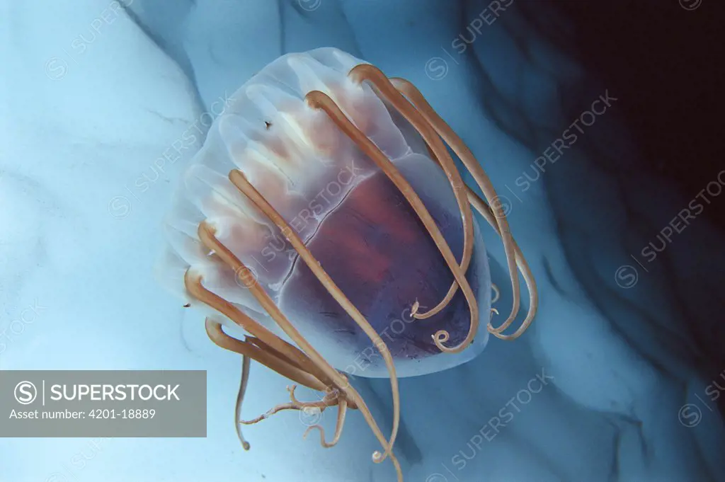 Jellyfish (Periphylla periphylla) in Antarctica, widely distributed and abundant in deep water, worldwide