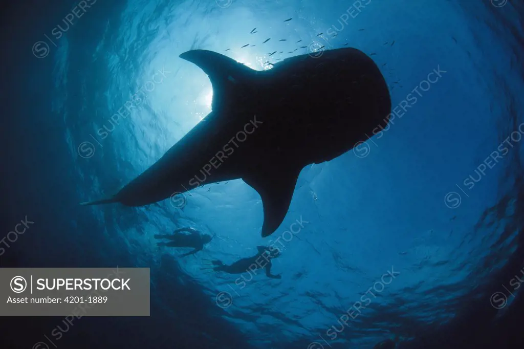 Whale Shark (Rhincodon typus) swimming along with two snorkelers, Ningaloo Reef, Australia