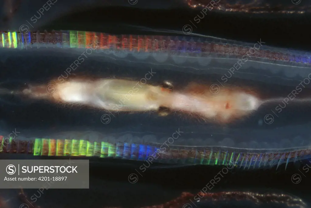 Comb Jelly (Mertensia ovum) feeds on krill; digests it rapidly within transparent gut