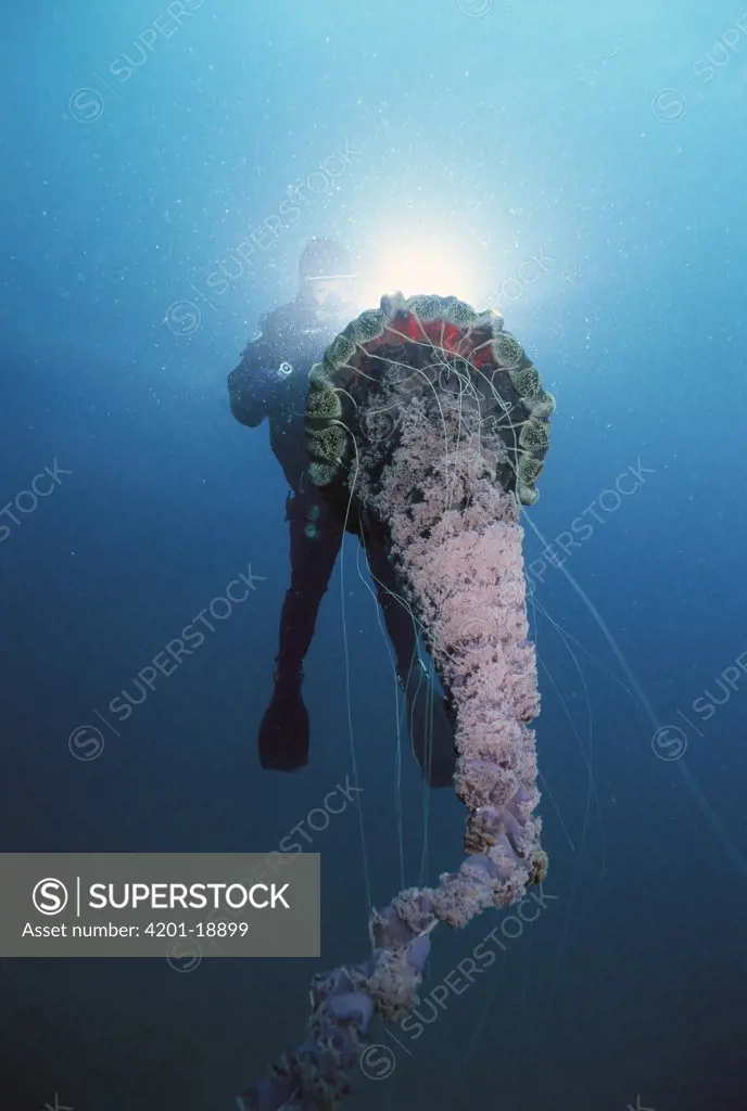 Northern Sea Nettle (Chrysaora melanaster) and scuba diver, southern California