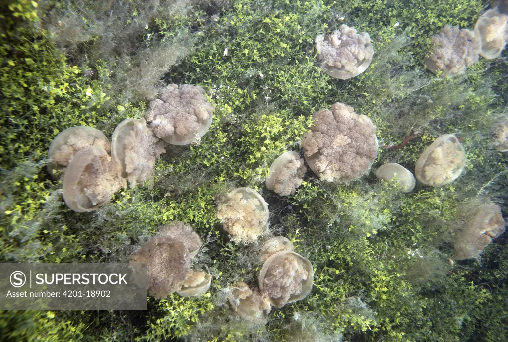 Upside-down Jellyfish (Cassiopea xamachana) in rare landlocked lake, Kakaban Island, Borneo