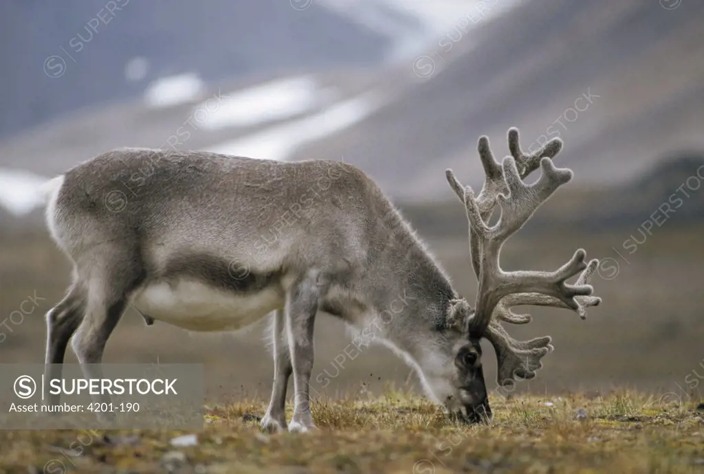 Svalbard Reindeer (Rangifer tarandus platyrhynchus) bull in velvet grazing on summer tundra, Ny-Alesund, Spitsbergen Island, Svalbard Archipelago, Norwegian Arctic