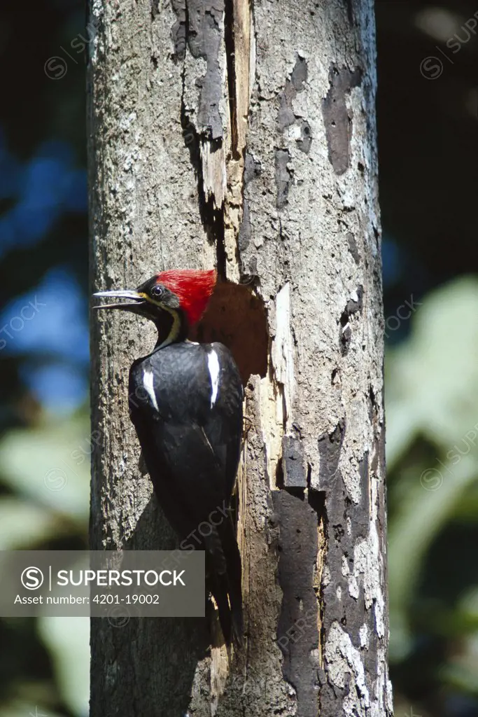Lineated Woodpecker (Dryocopus lineatus) female builds hole in tree trunks and tends nest, Panama Rainforest
