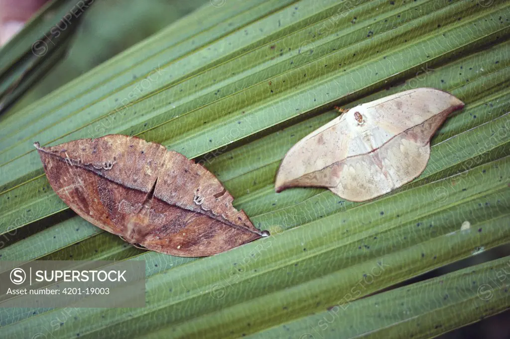 Dead-leaf Moth (Oxytenis modestia) looks like a dead leaf when at rest, Panama Rainforest