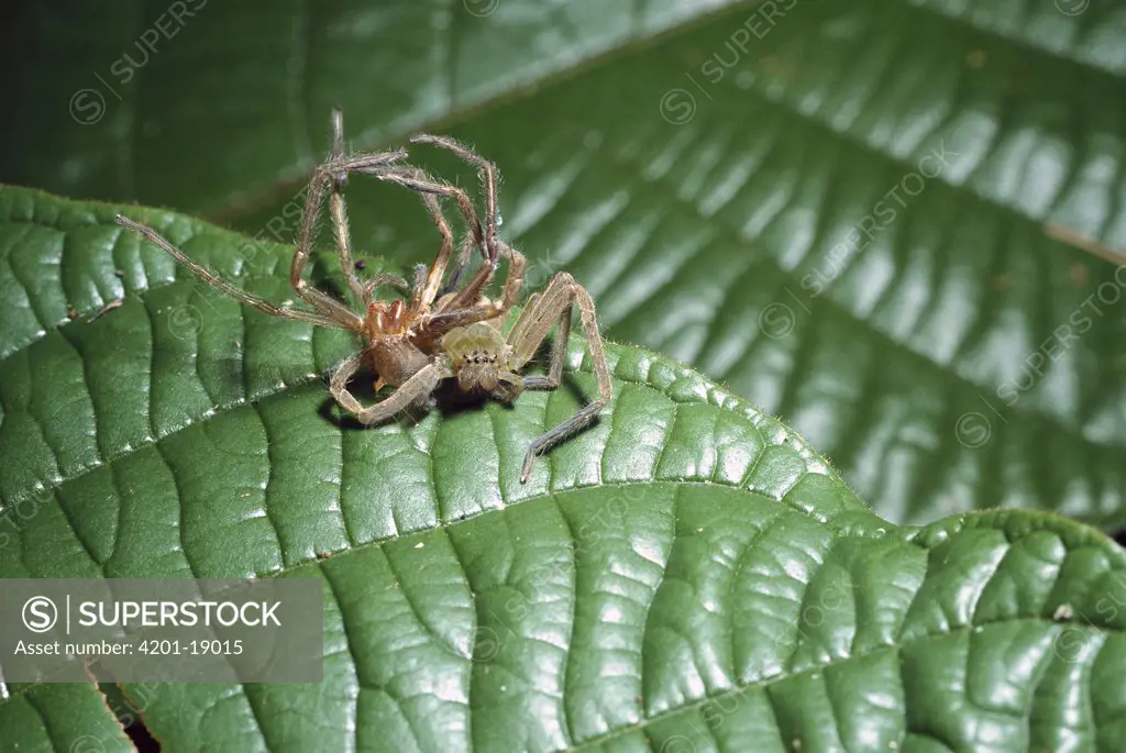 Spider beside its recently molted skin, or cuticle, rainforest, Panama