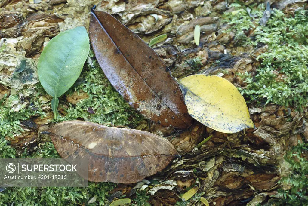 Dead-leaf Moth (Oxytenis modestia) looks like a dead leaf when at rest, Panama Rainforest