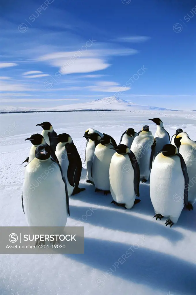 Emperor Penguin (Aptenodytes forsteri) group on ice edge, calls are used to recognize each other and form pairs for mating, Antarctica