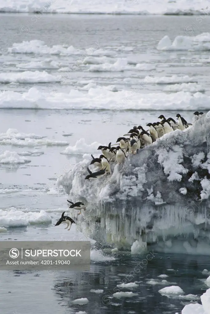 Adelie Penguin (Pygoscelis adeliae), hungry jump in water in a group, hoping to avoid Leopard Seals, Cape Bird, Antarctica