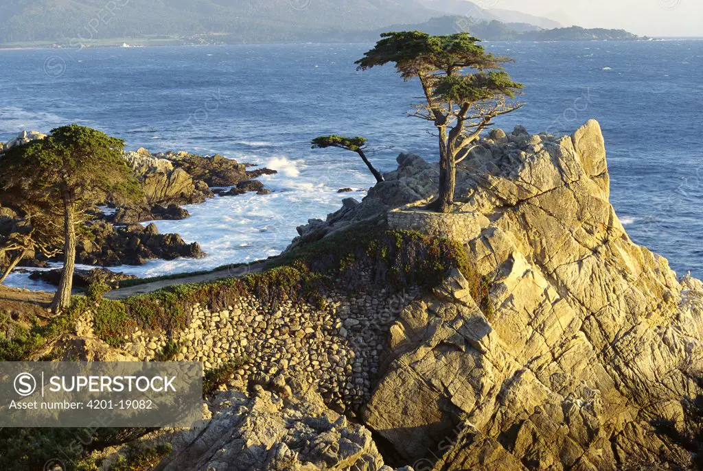 Dwarf Cypress (Taxodium sp) tree on edge of rock cliff bordering Pacific Ocean, Pebble Beach, California