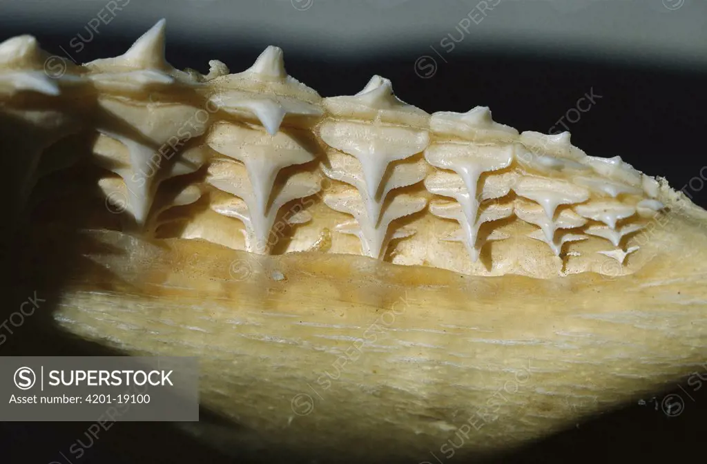 Bull Shark (Carcharhinus leucas) teeth, Florida