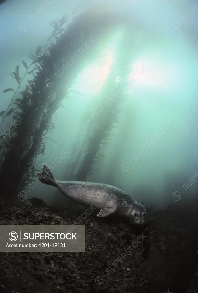 Harbor Seal (Phoca vitulina) gentle and like puppies, Monterey, California