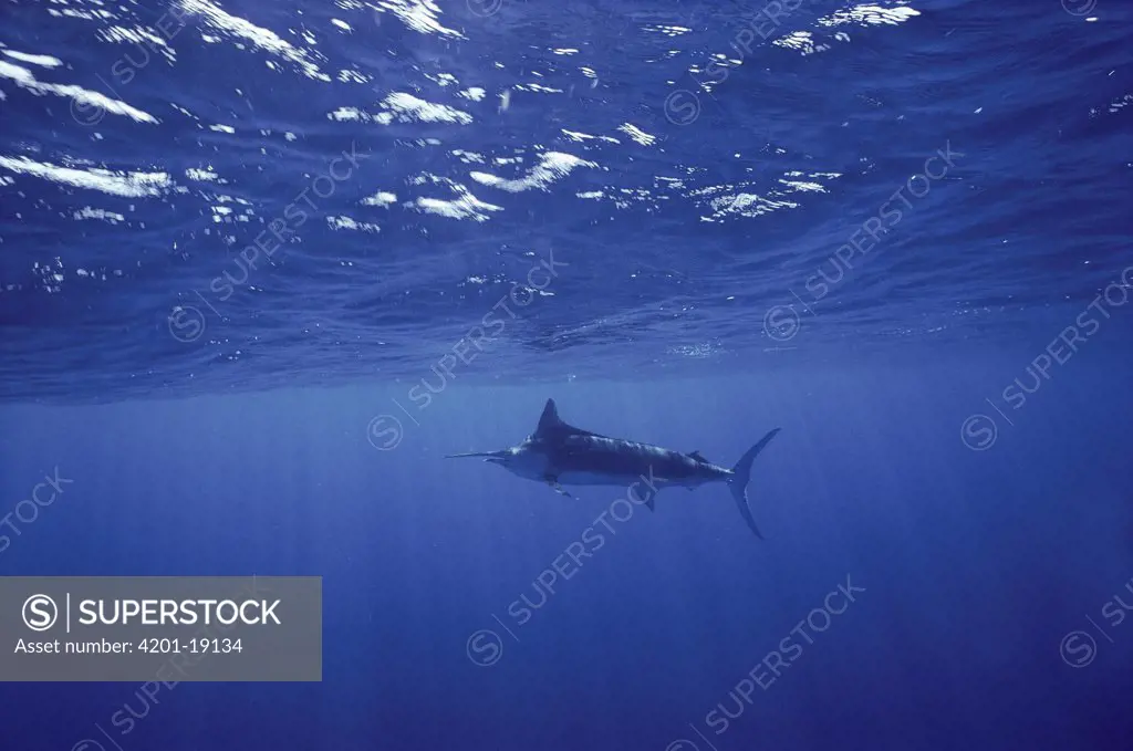 Blue Marlin (Makaira nigricans), Sea of Cortez, Baja California, Mexico