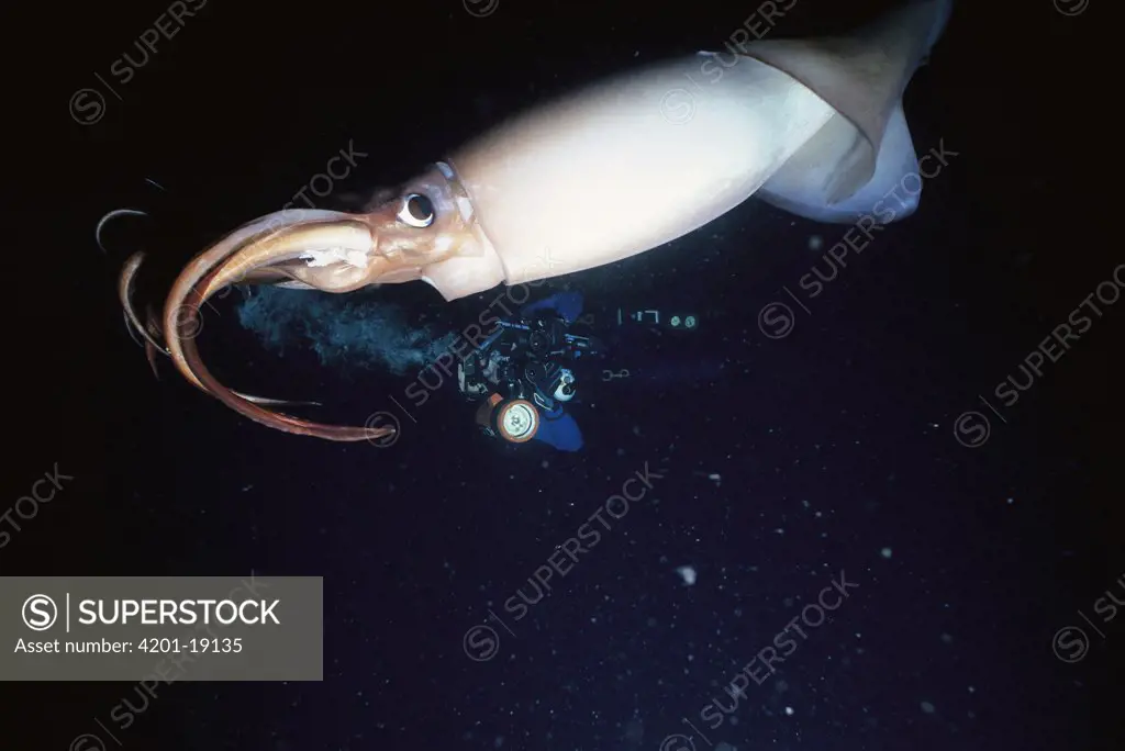 Humboldt Squid (Dosidicus gigas), Sea of Cortez, Baja California, Mexico