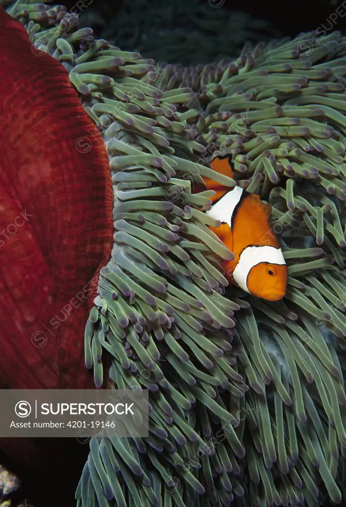 Blackfinned Clownfish (Amphiprion percula) safe among stinging tentacles of host Magnificent Anemone (Heteractis magnifica), Solomon Islands