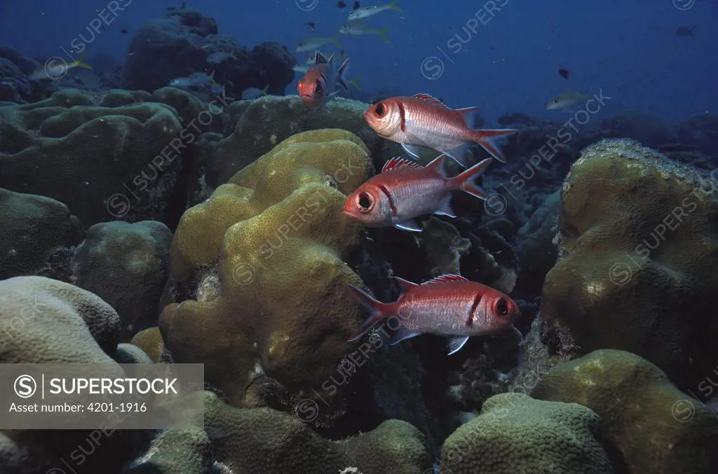 Blackbar Soldierfish (Myripristis jacobus) group over coral reef, Bonaire, Caribbean