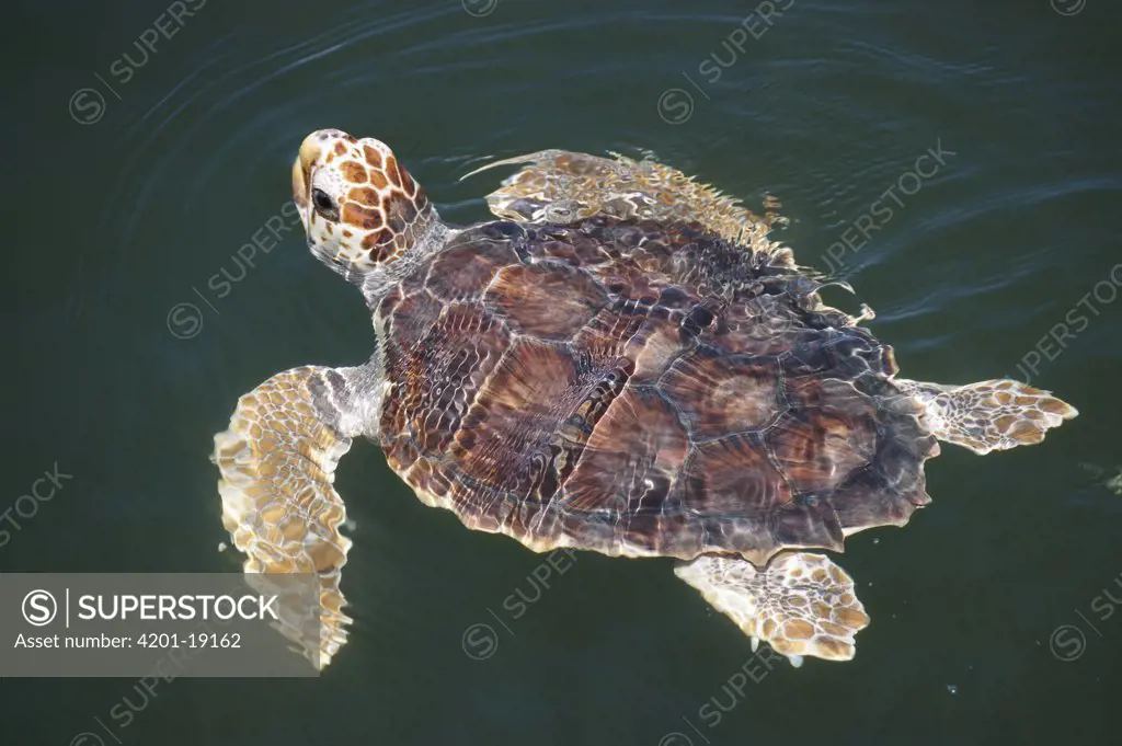 Loggerhead Sea Turtle (Caretta caretta), 2-3 year old juvenile swimming, Florida