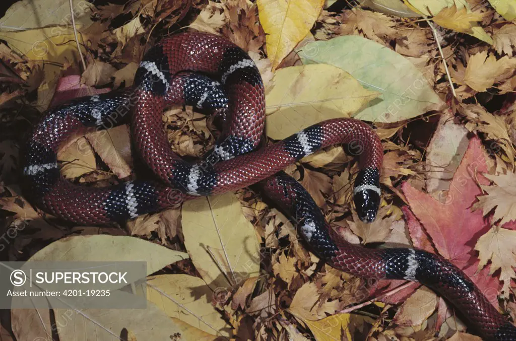 Sonoran Mountain King Snake (Lampropeltis pyromelana knoblochi) mimics venomous Coral Snake with similar banded pattern, Arizona