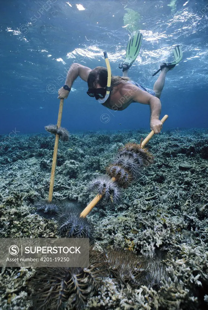 Crown-of-thorns Starfish (Acanthaster planci) are cleared by Ron Leidich since they damage coral reefs, cause of population explosion is unknown, Palau