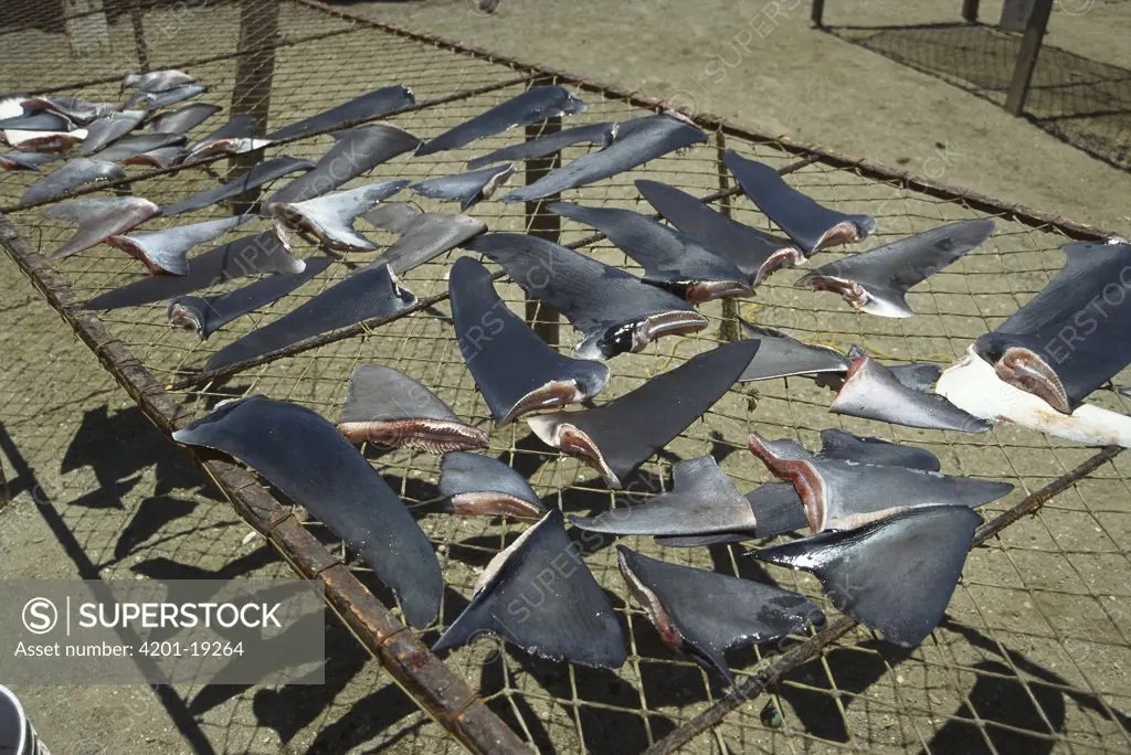 Shark fins drying in the sun, used in shark fin soup, sharks are threatened by over fishing to supply high demand for fins and flesh, Baja California, Mexico