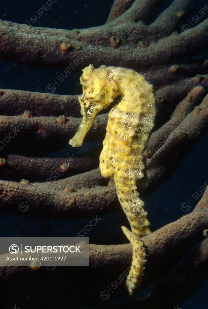 Long-snouted Seahorse (Hippocampus reidi) portrait, Bonaire, Netherland Antilles