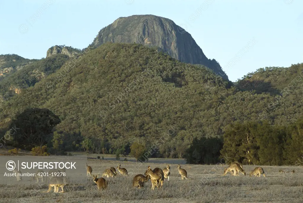 Eastern Grey Kangaroo (Macropus giganteus) group, Australia