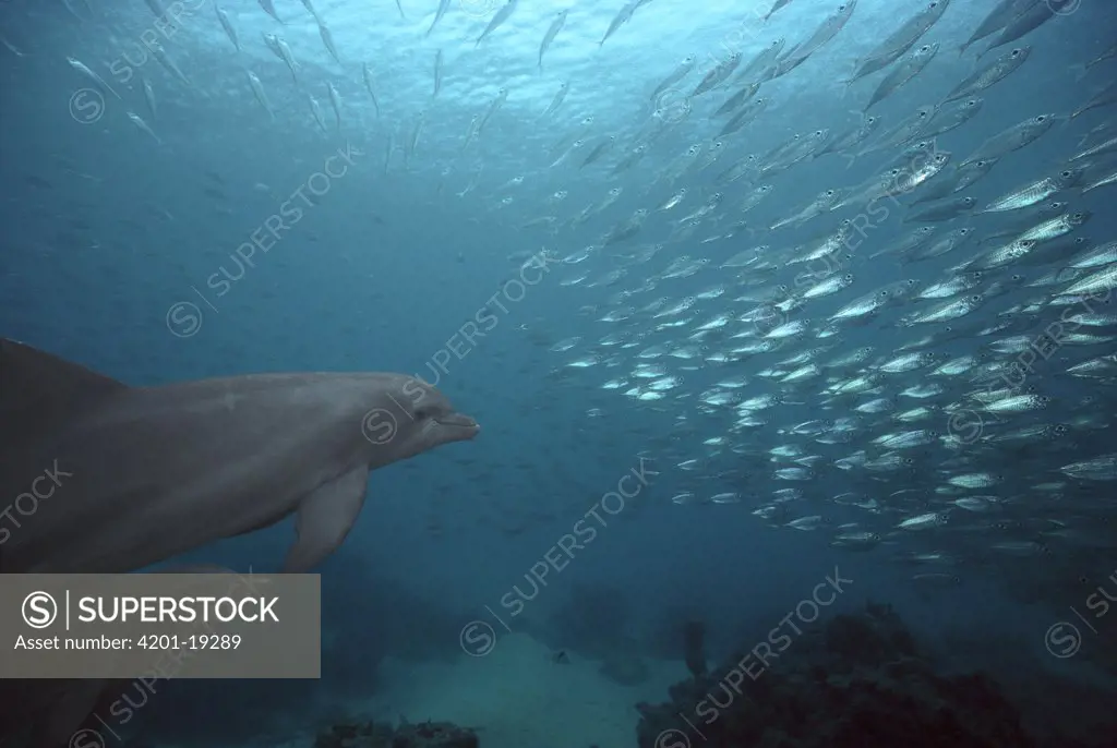Bottlenose Dolphin (Tursiops truncatus) chasing bait fish